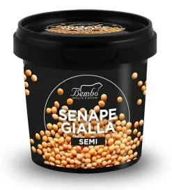 Senape Gialla in Semi